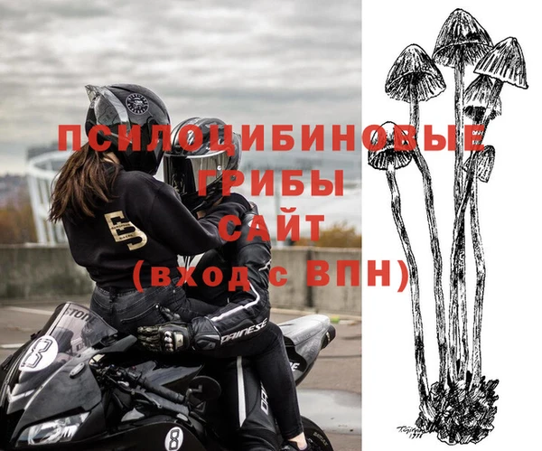 прущие грибы Белокуриха